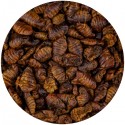SILKELARVER DELUXE 5 L