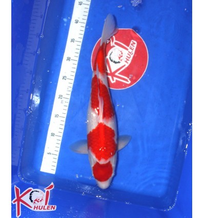 Kohaku