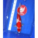 Kohaku