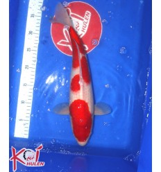 Kohaku1
