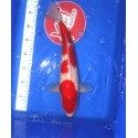 Kohaku1