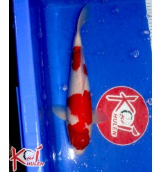 Kohaku