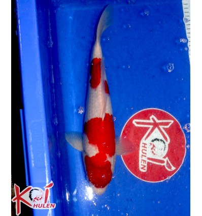 Kohaku