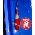 Kohaku