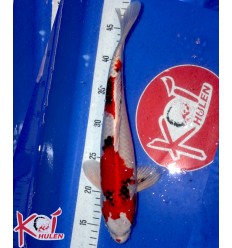 Kin Showa1