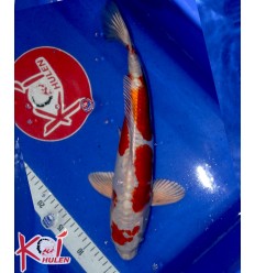 Kikusui