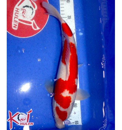 Kohaku3