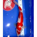 Kohaku3