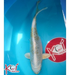 Kirin4