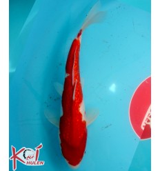 Ginrin Kohaku22