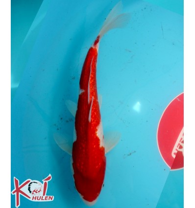 Ginrin Kohaku22