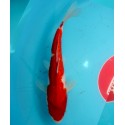 Ginrin Kohaku22