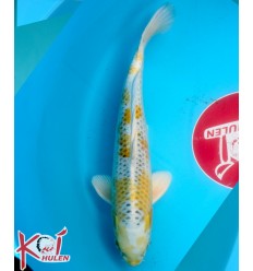 Kirin21