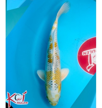 Kirin21