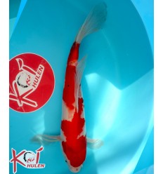 Kohaku Butterfly21