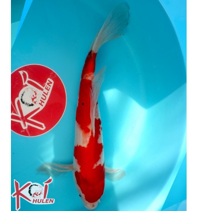 Kohaku Butterfly21