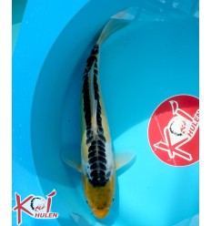 Ki Shusui22