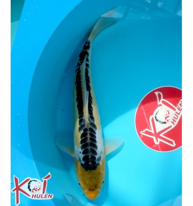 Ki Shusui22