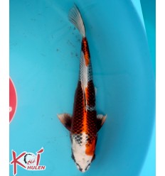 Kojaku21