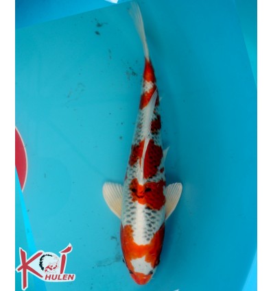 Kojaku22