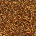 KYDI-LINE KOI CHOCOLATE NIBS 250g